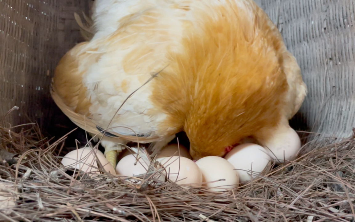 全自动孵蛋鸡,续航只需一碗糠饭
