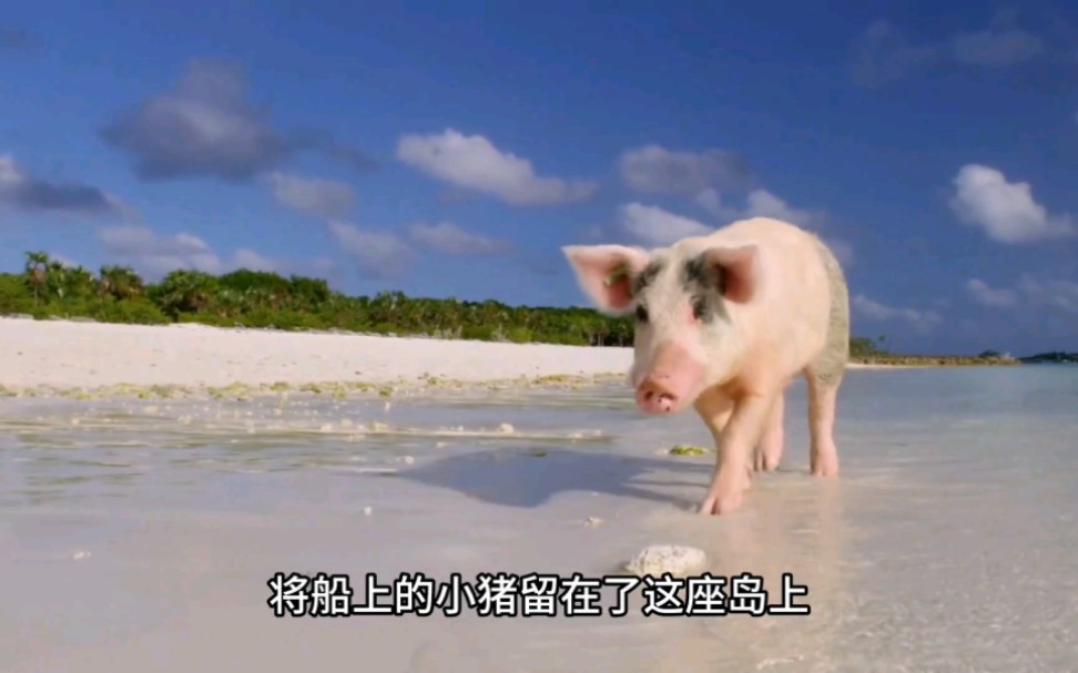 巴哈马猪岛,一个猪当岛主的岛