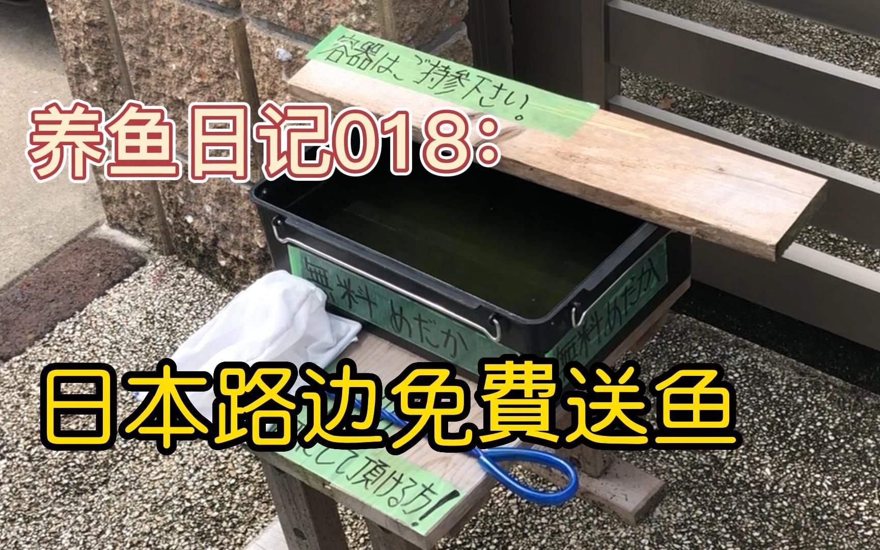 养鱼日记018:日本的路边 个人养的鱼 可以免费拿走 让我好好对待哔哩哔哩bilibili