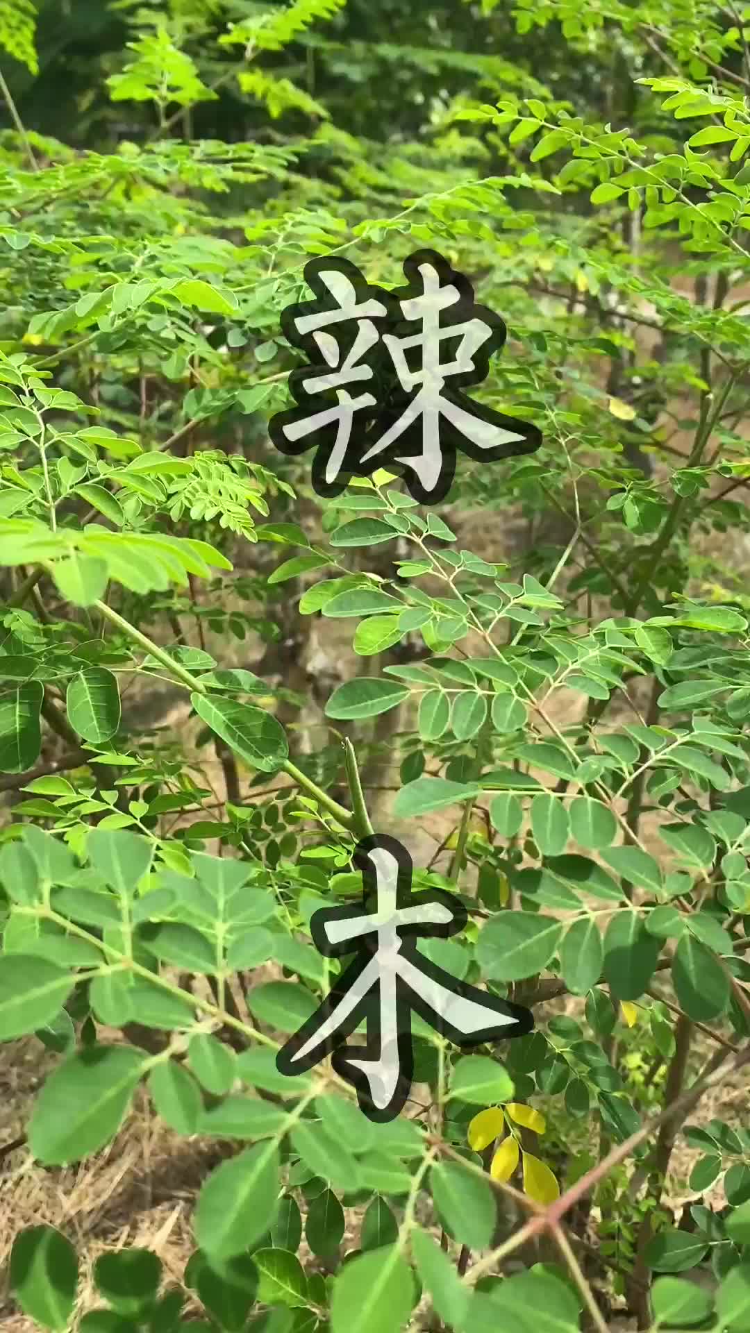 潮汕青草的图片和名称图片