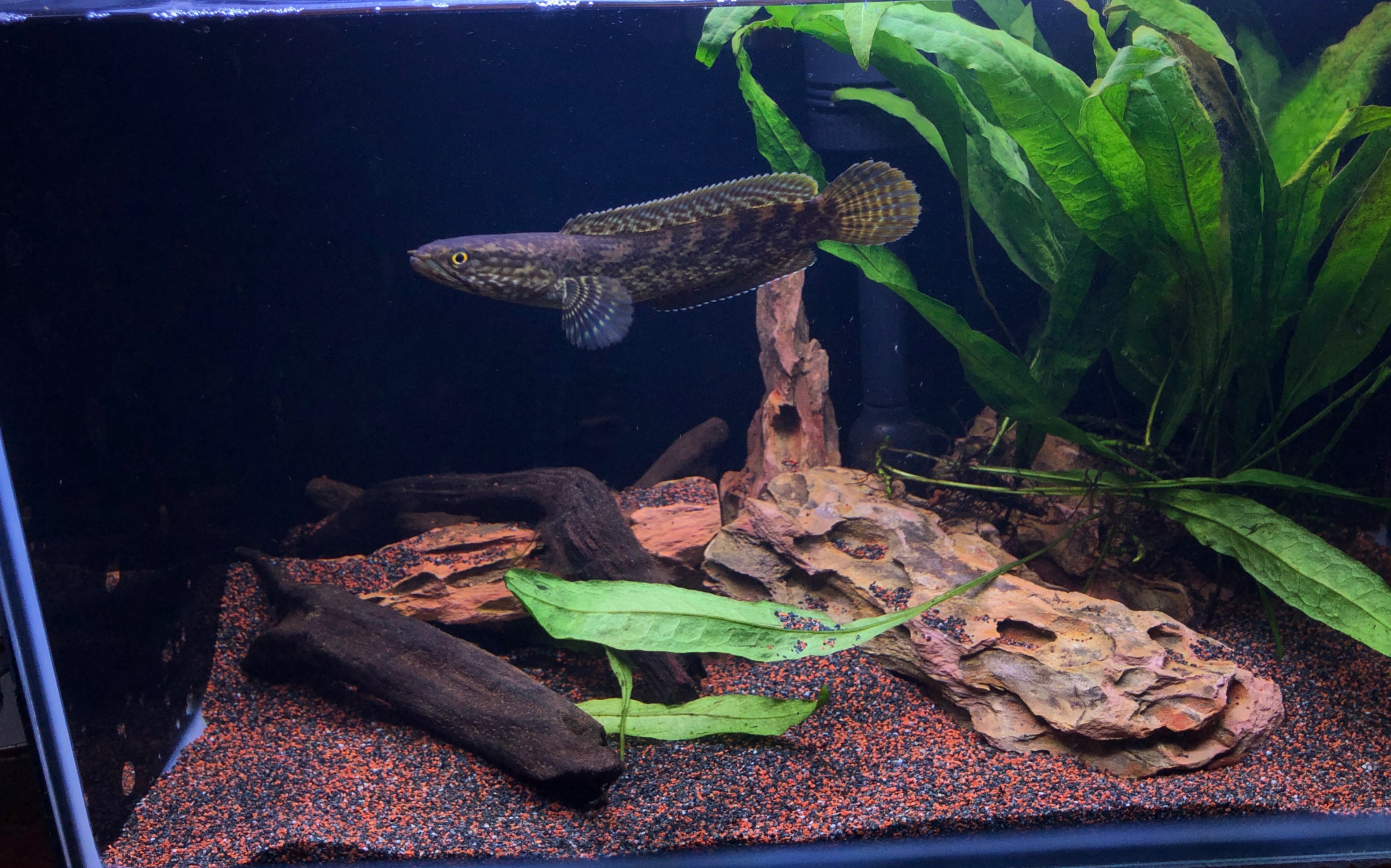 钴蓝雷龙鱼发脾气