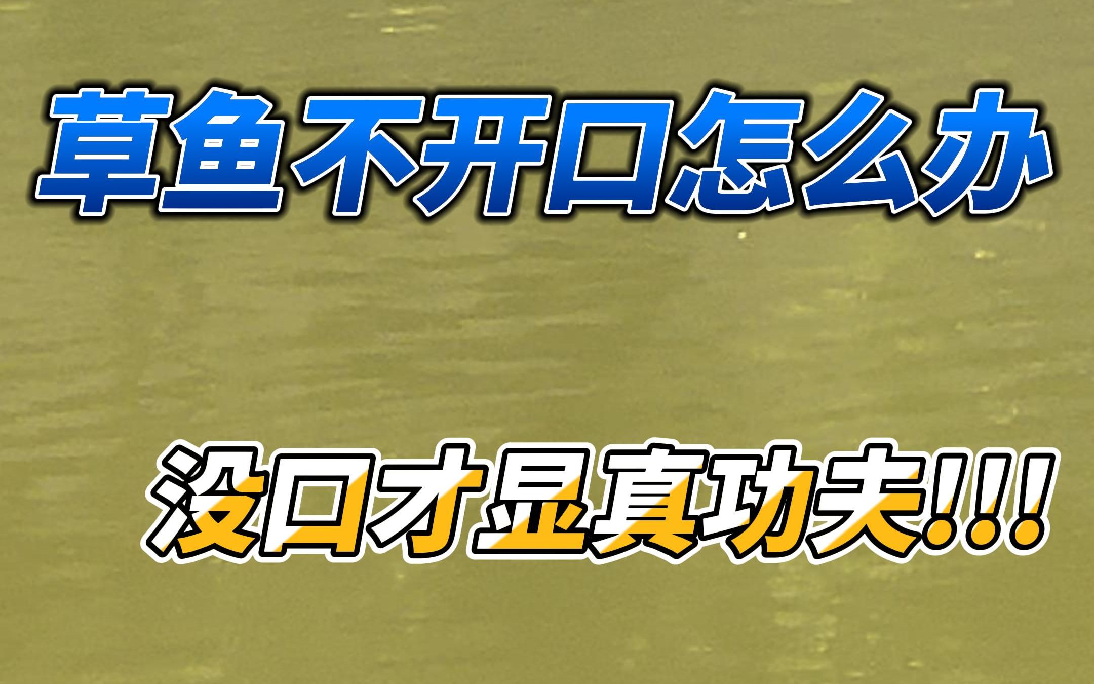 千川鲤四开杆钓竟遇草鱼不开口?没口才显真功夫!哔哩哔哩bilibili