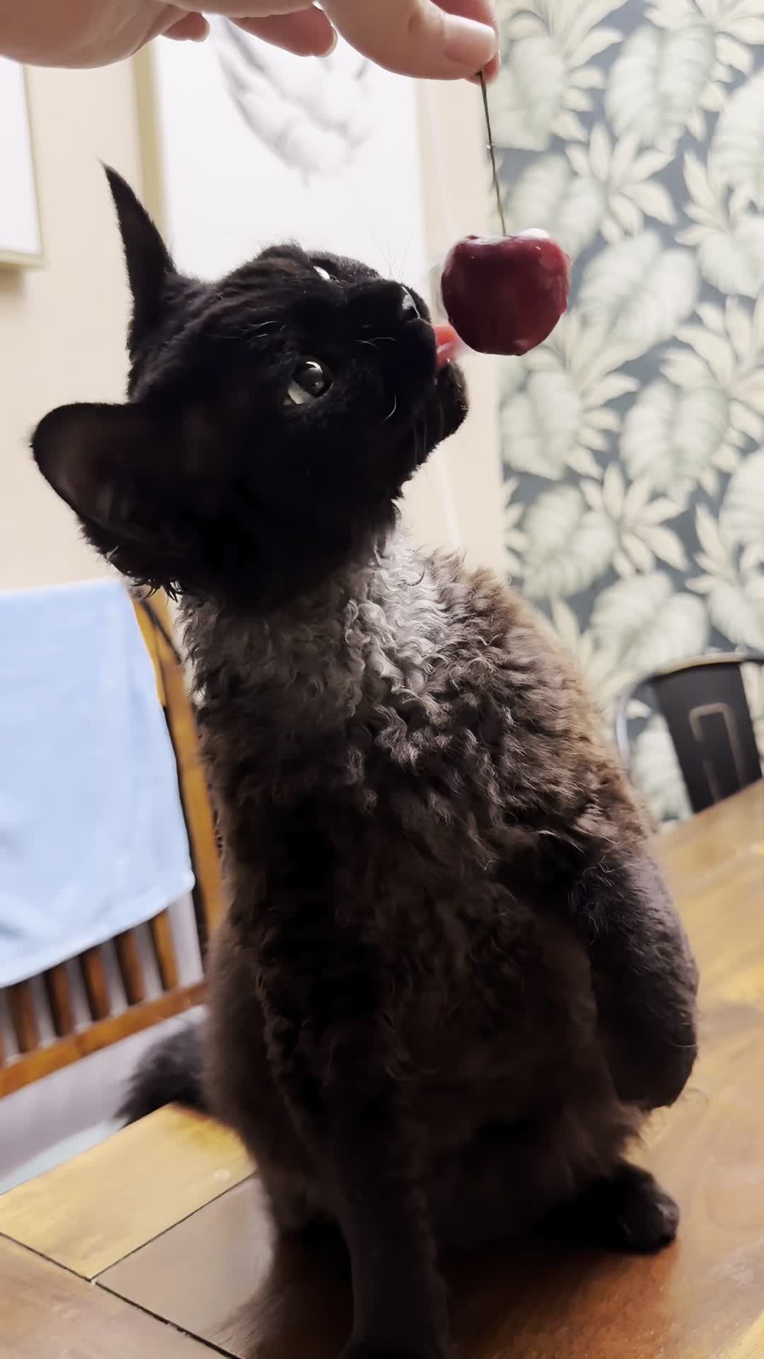 喵喵樱桃好美味啊