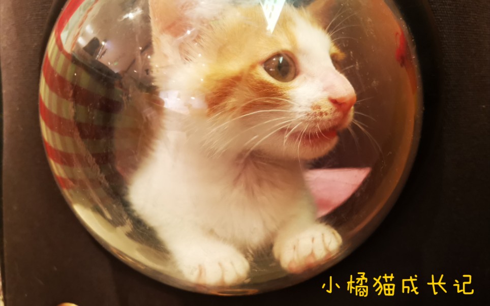 【田园猫】橘白猫成长记录哔哩哔哩bilibili