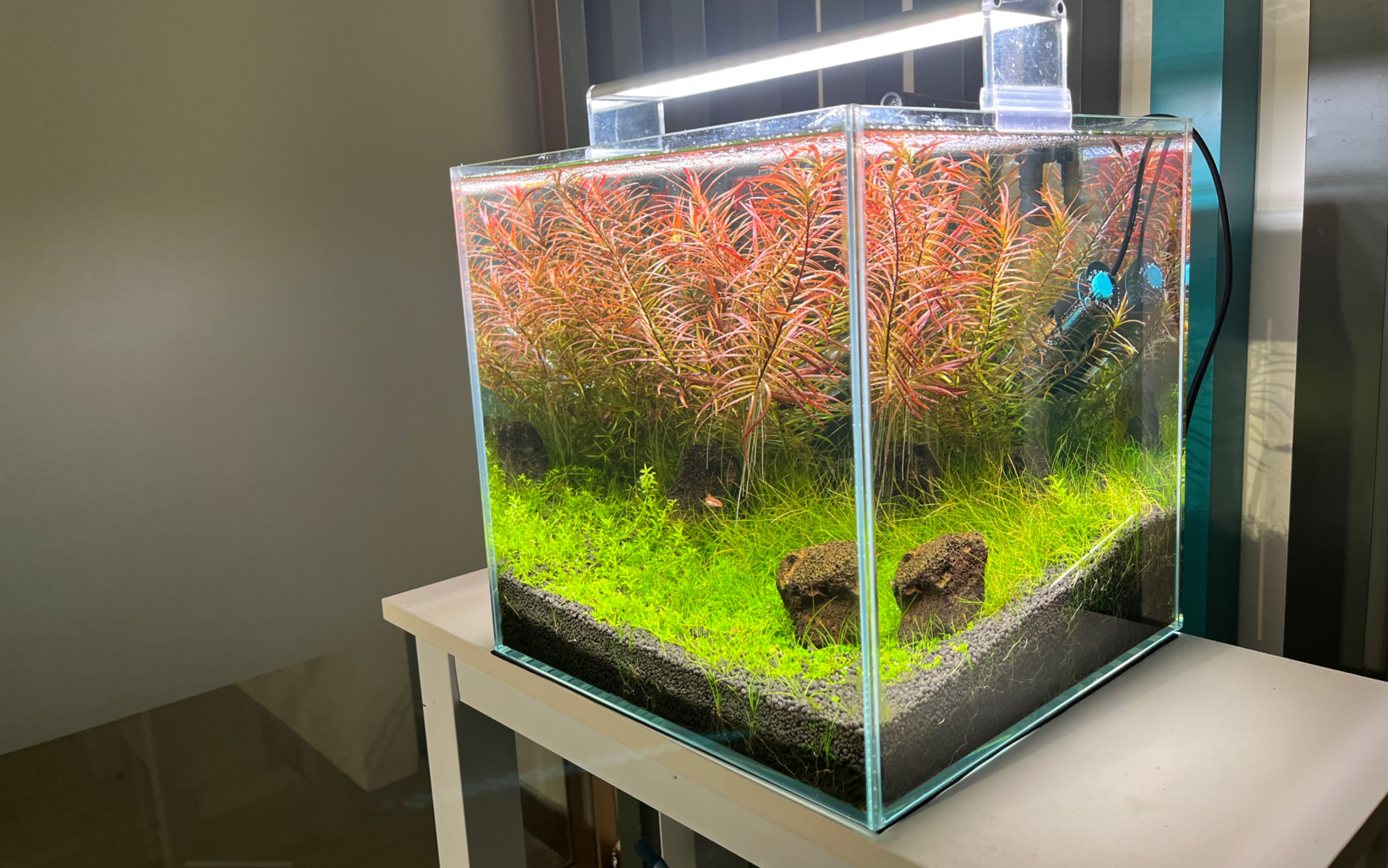 多姿多彩30小草缸