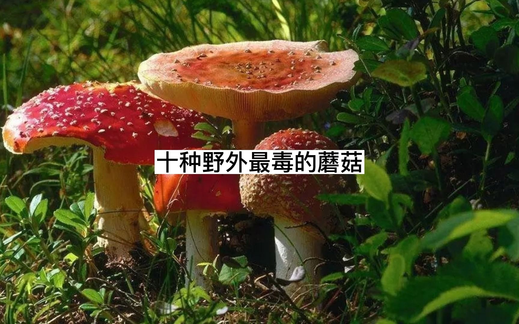 [图]十大剧毒蘑菇，遇到一定要注意分辨