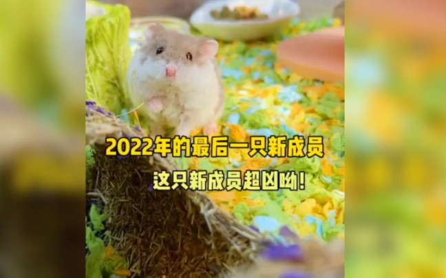 [图]2022年的最后一只新成员！超级凶呀！