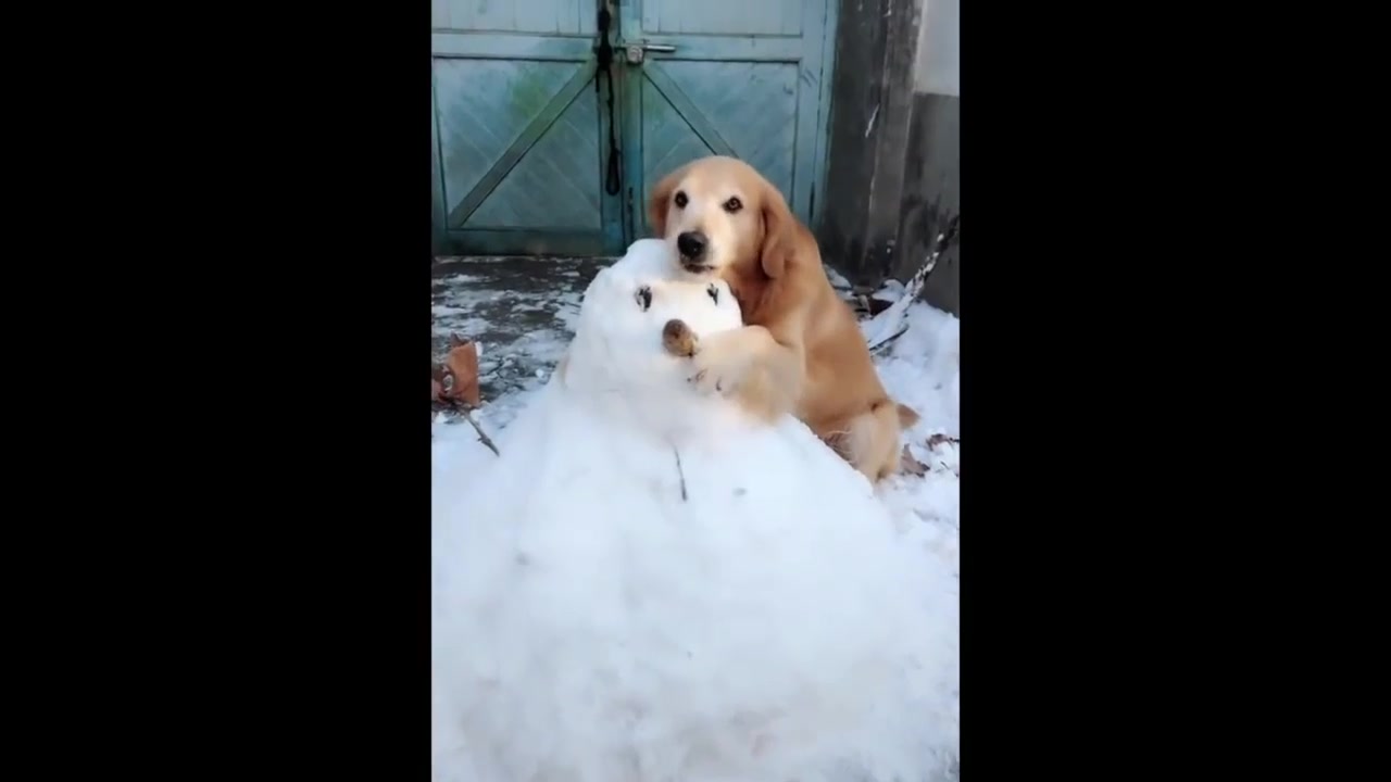 愛堆雪人的金毛,可愛萌貓狗子搞笑集錦(≧^.^≦)喵