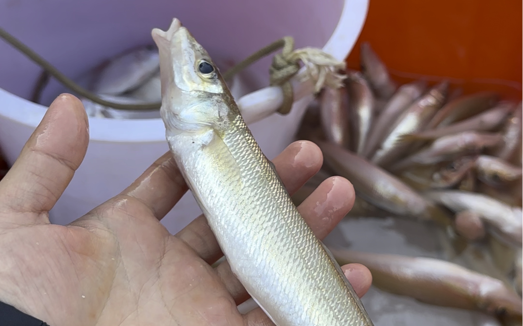 沙丁鱼要的可以下单了