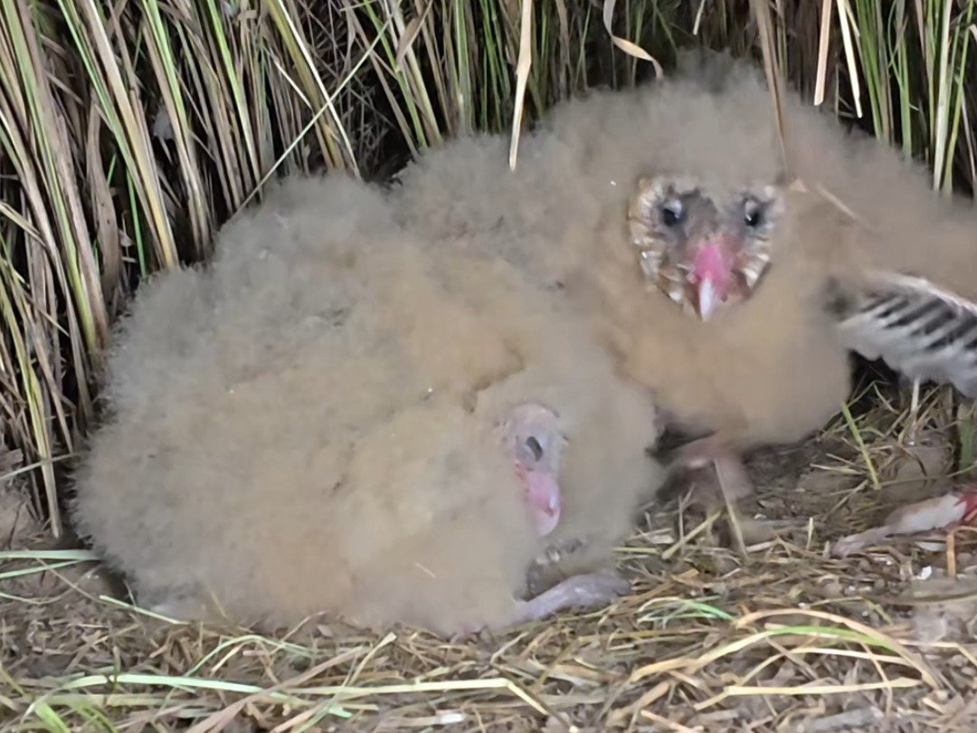 猫头鹰幼崽接过妈妈送回的食物,一吞而尽