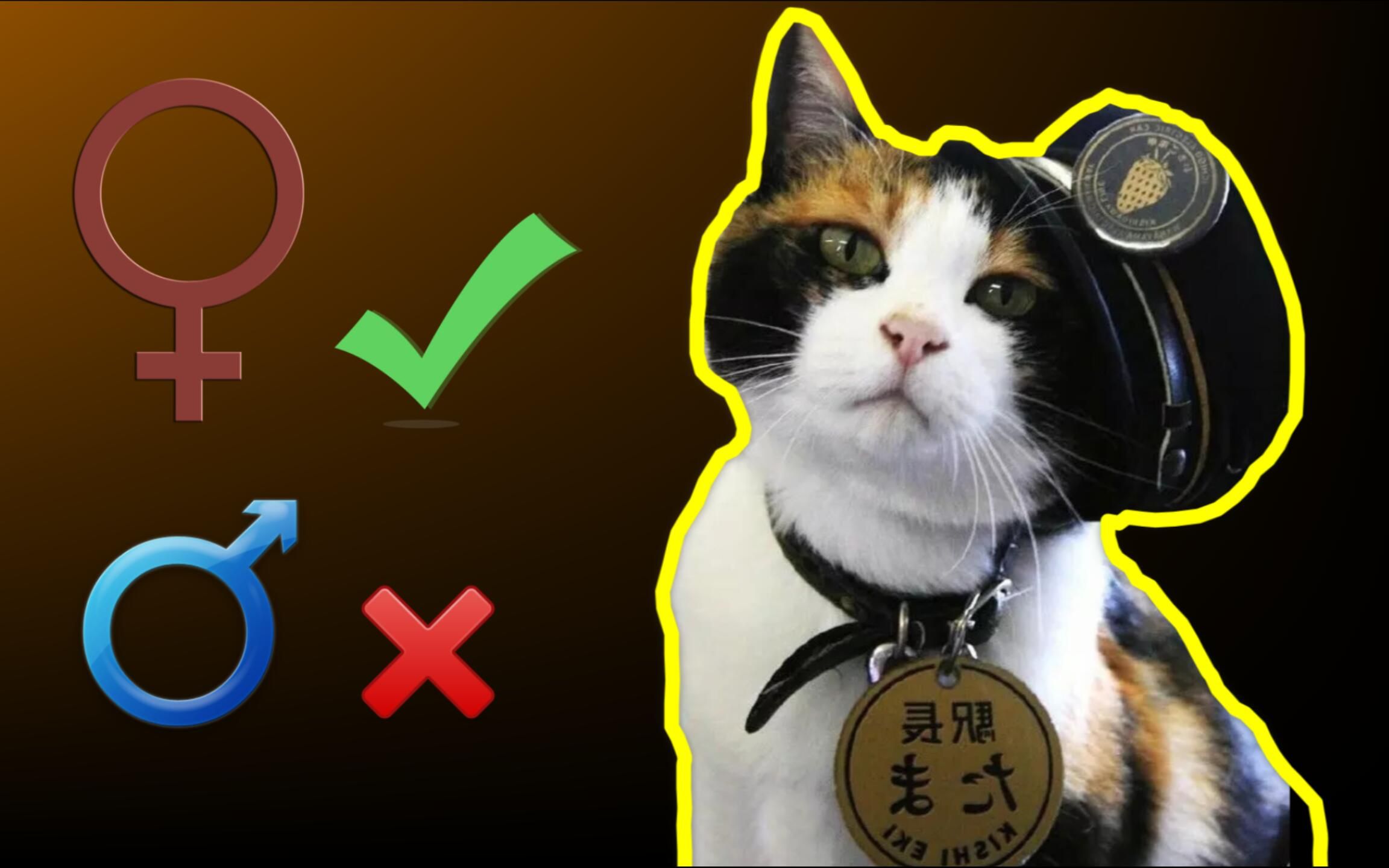 关于三花猫你需要知道的真相哔哩哔哩bilibili