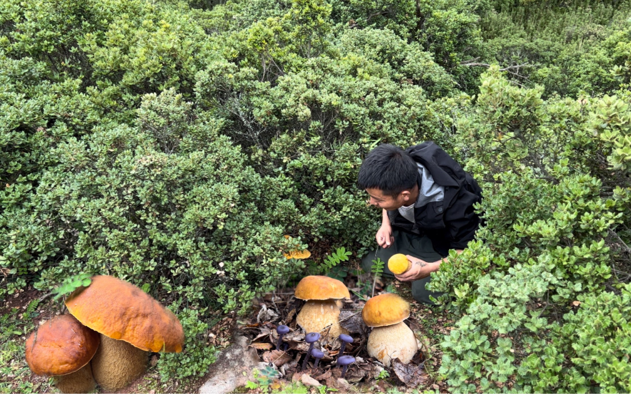 听说有3斤的牛肝菌,上山后发现巨型大脚菇,捡满一大背篓发财了哔哩哔哩bilibili