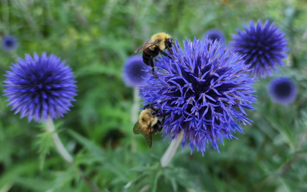 Sophie's Garden 独特优质的花材,蓝星球Great globethistle哔哩哔哩bilibili