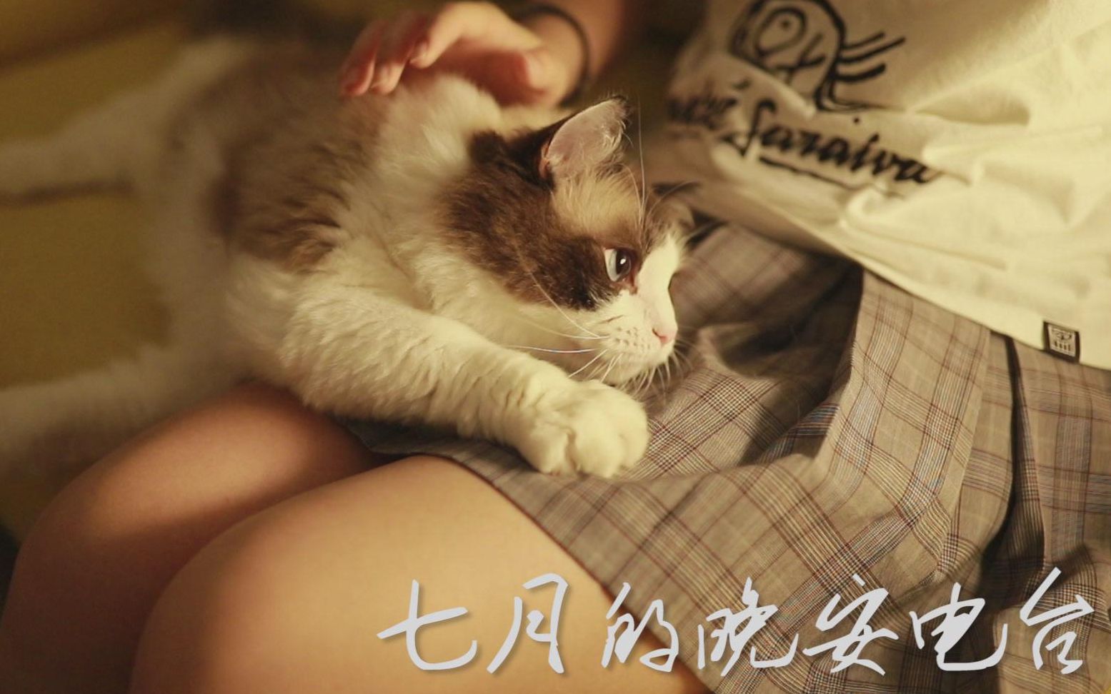 活动作品睡前故事七月的晚安电台一个故事一首歌一只猫陪你入睡