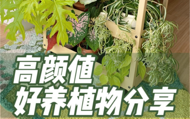 [图]被问800遍·ins风低维护植物来啦～