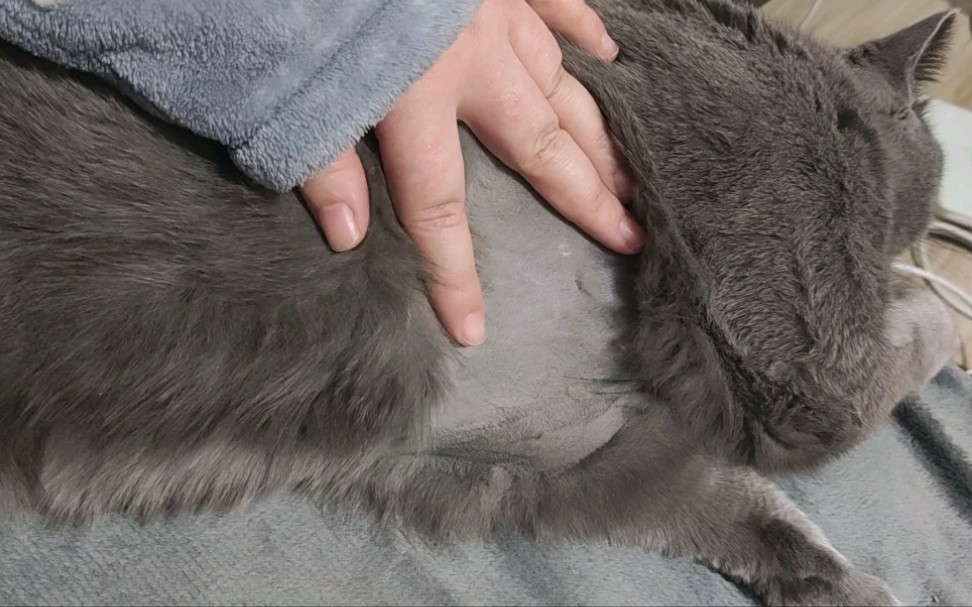 小猫咪失去了他珍贵的护心毛