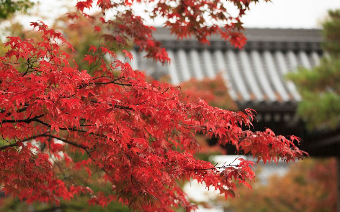 日本枫树春天赏枫认识名字欣赏颜色和造型