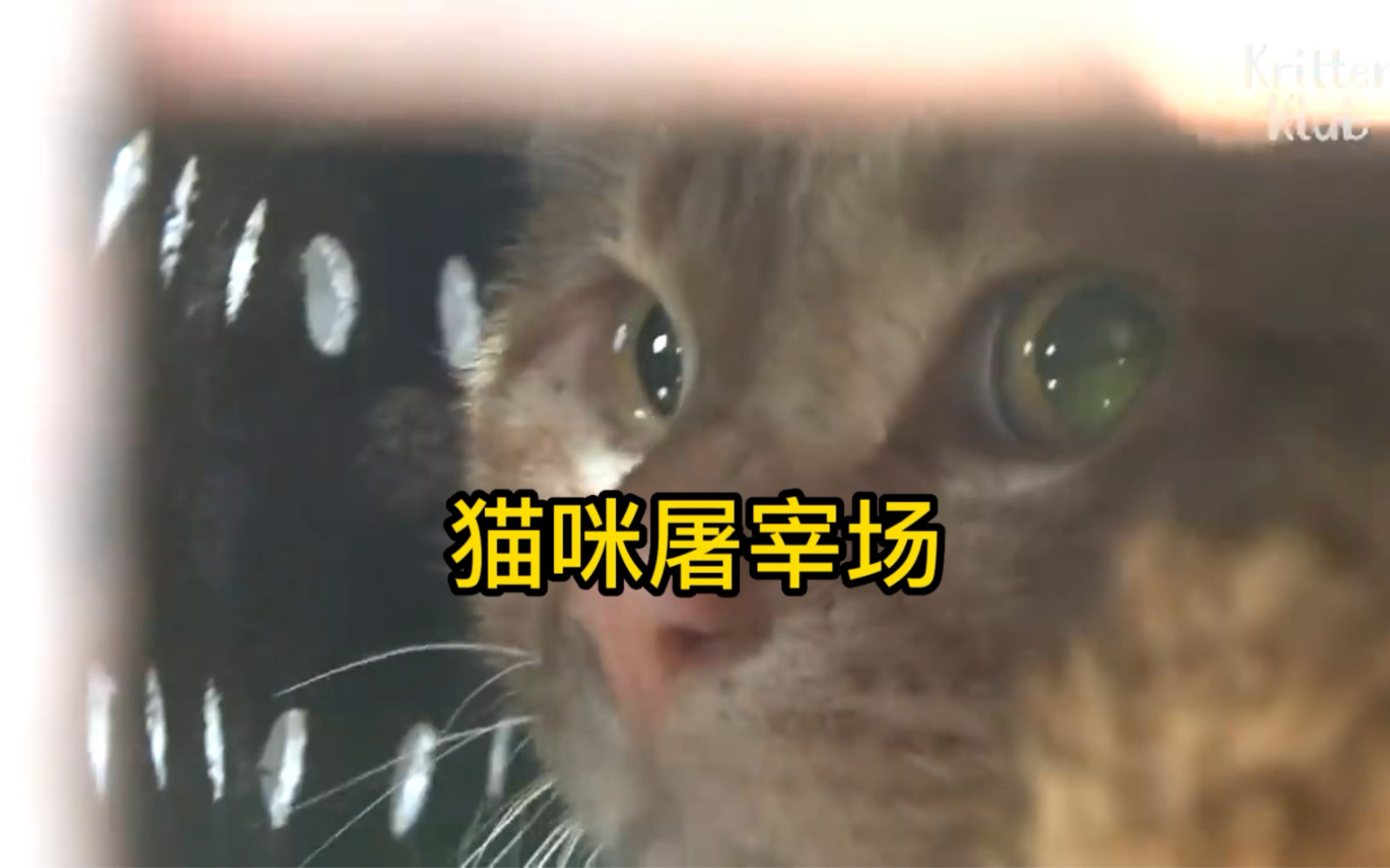 [图]猫咪屠宰场#流浪猫 #善待动物关爱生命 #猫咪