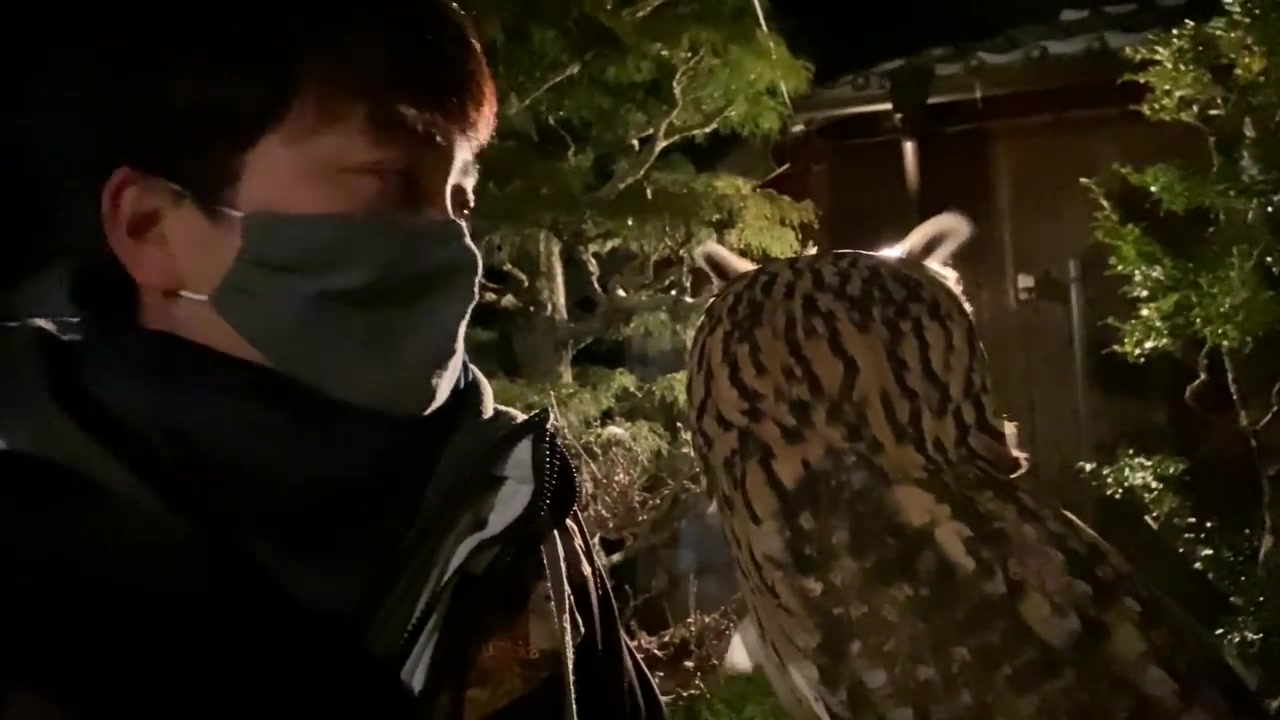 [图]雪とフクロウと除夜の鐘【猫头鹰】