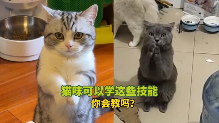 [图]2023-宠物解说：猫咪可以学这些技能，你会教吗？~超清