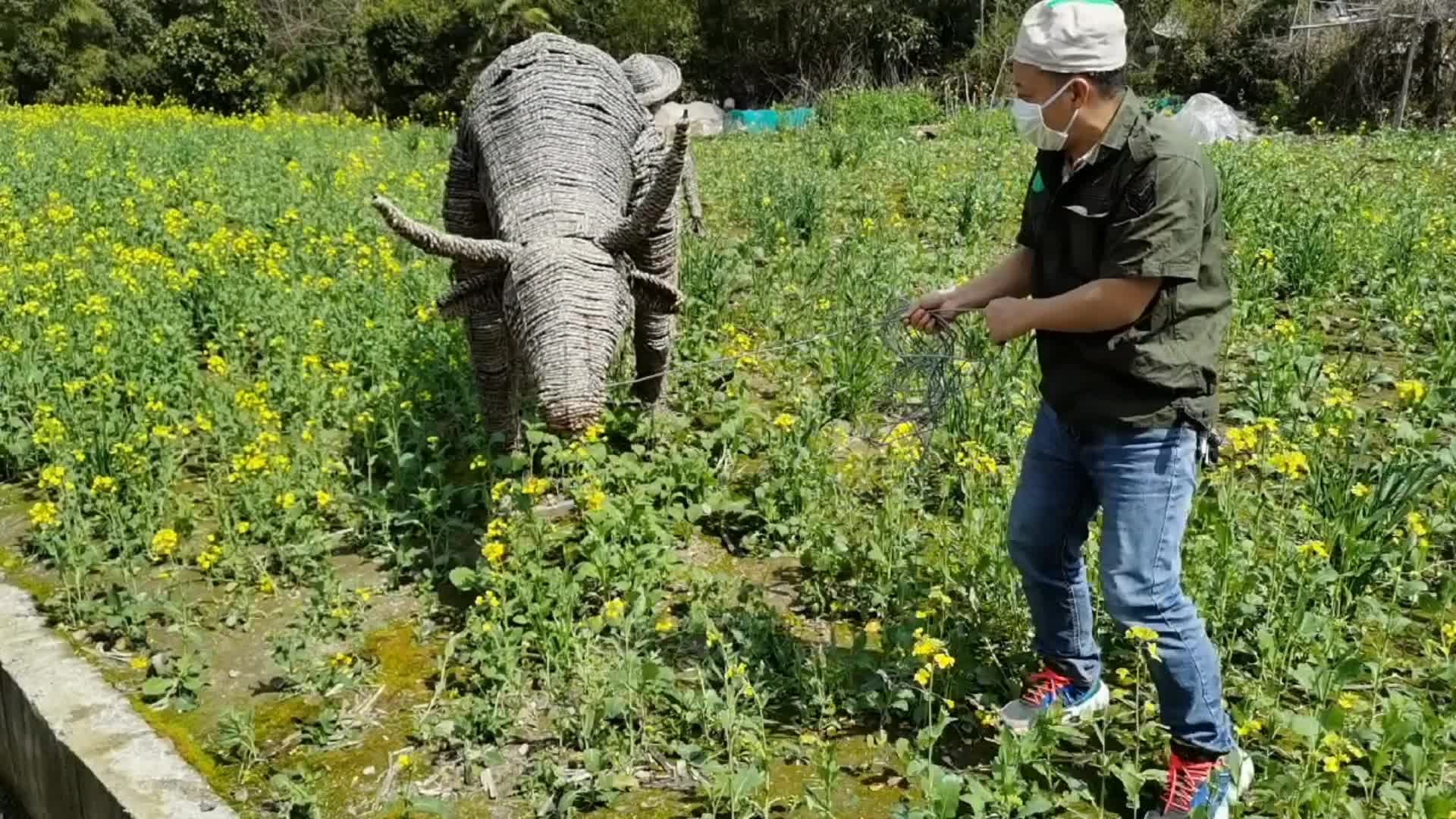 用假牛体验春耕,耕地乐趣享不停