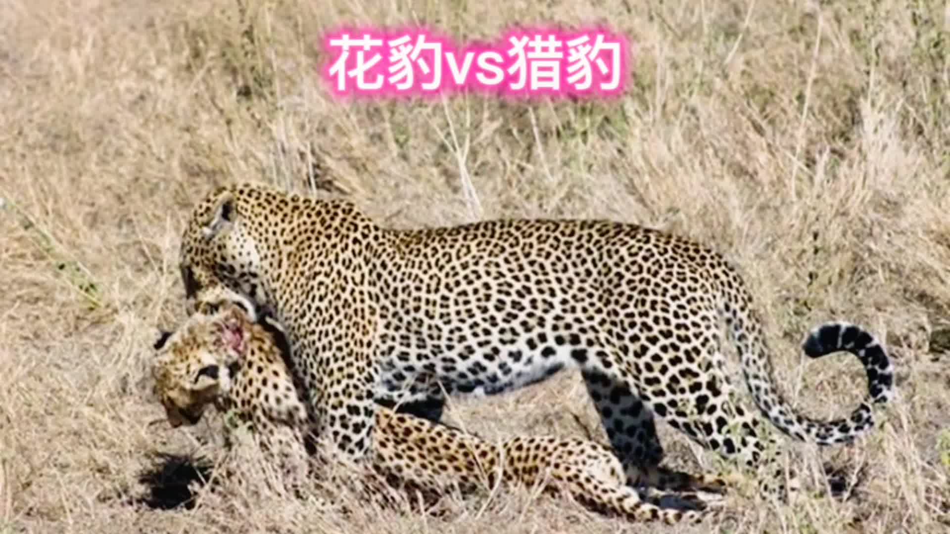 花豹和猎豹的区别图片