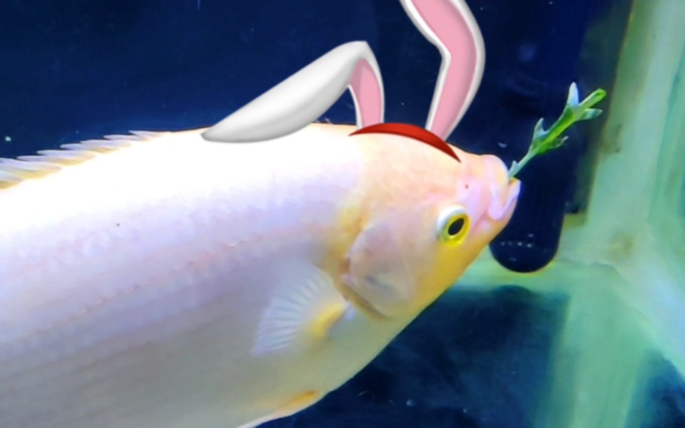 听说我养了一只水兔子