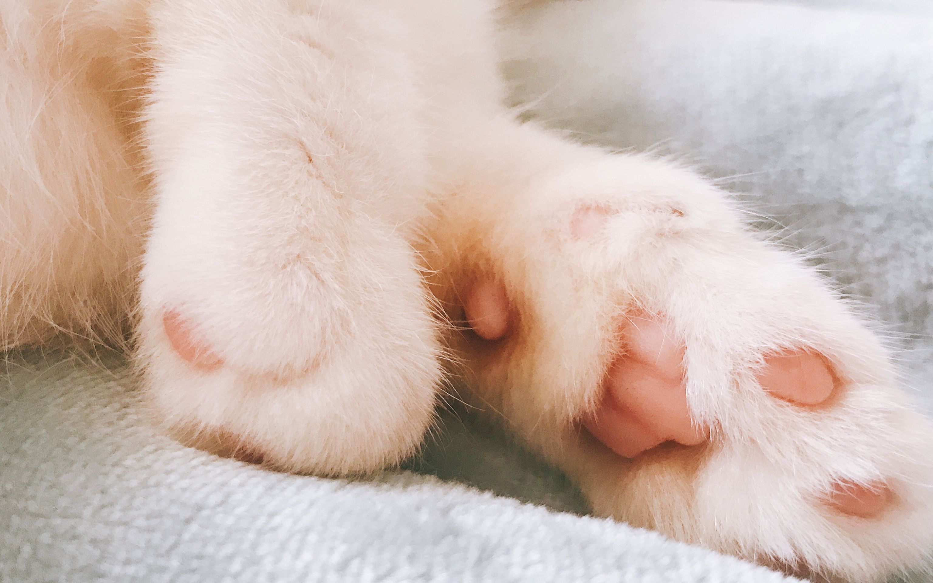 拥有一只短脚曼基康可爱猫宝宝是什么体验之吸管篇