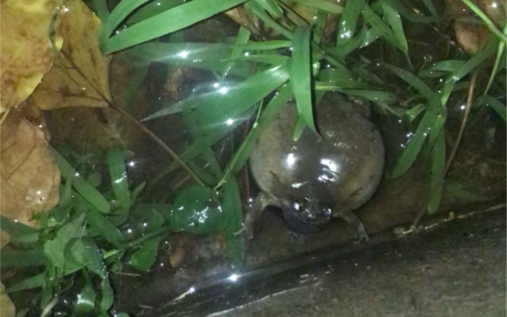 口蛙】广州某高校下雨过后晚上常常听到的"牛叫声",不要再叫成牛蛙啦!