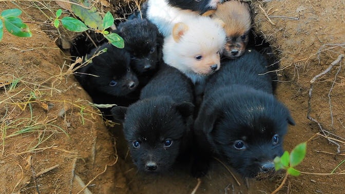 这流浪狗太强了，生了11个崽子！