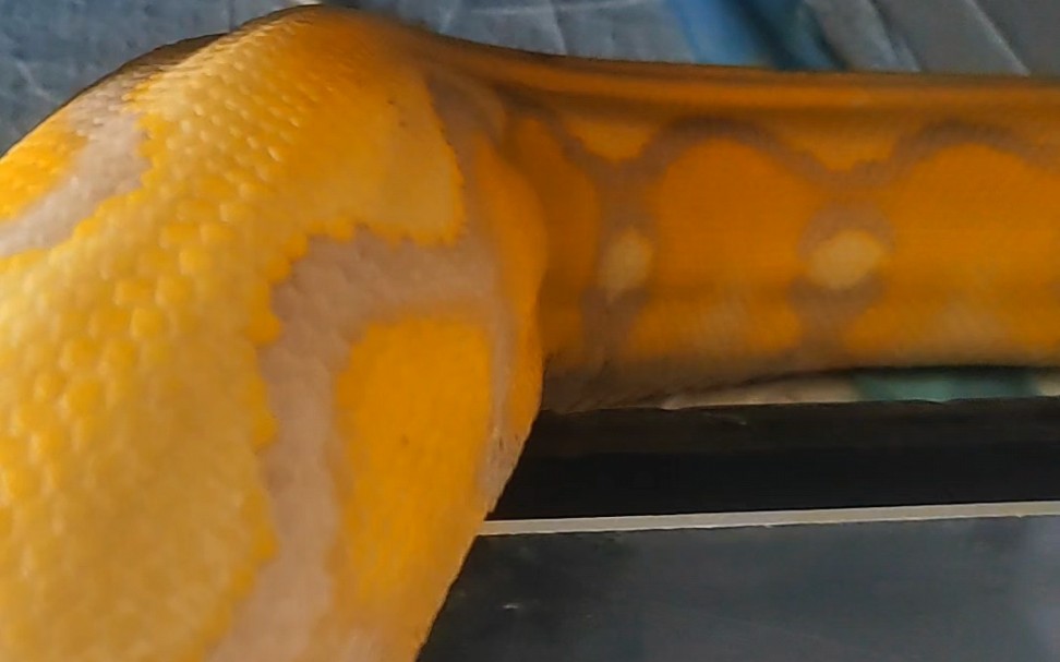 网纹蟒基因展示 白化日火