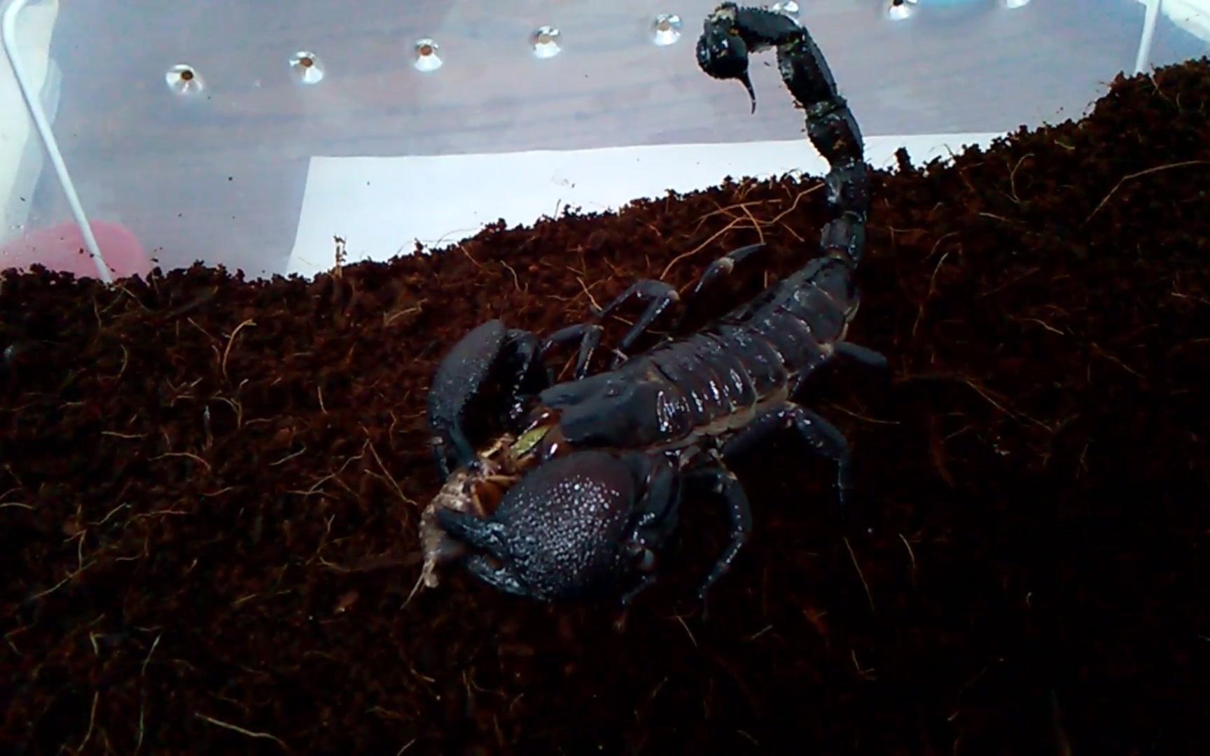 【节肢类】【爬宠】【蝎子】捕食合集 天神出品_哔哩哔哩 (゜-゜)つロ