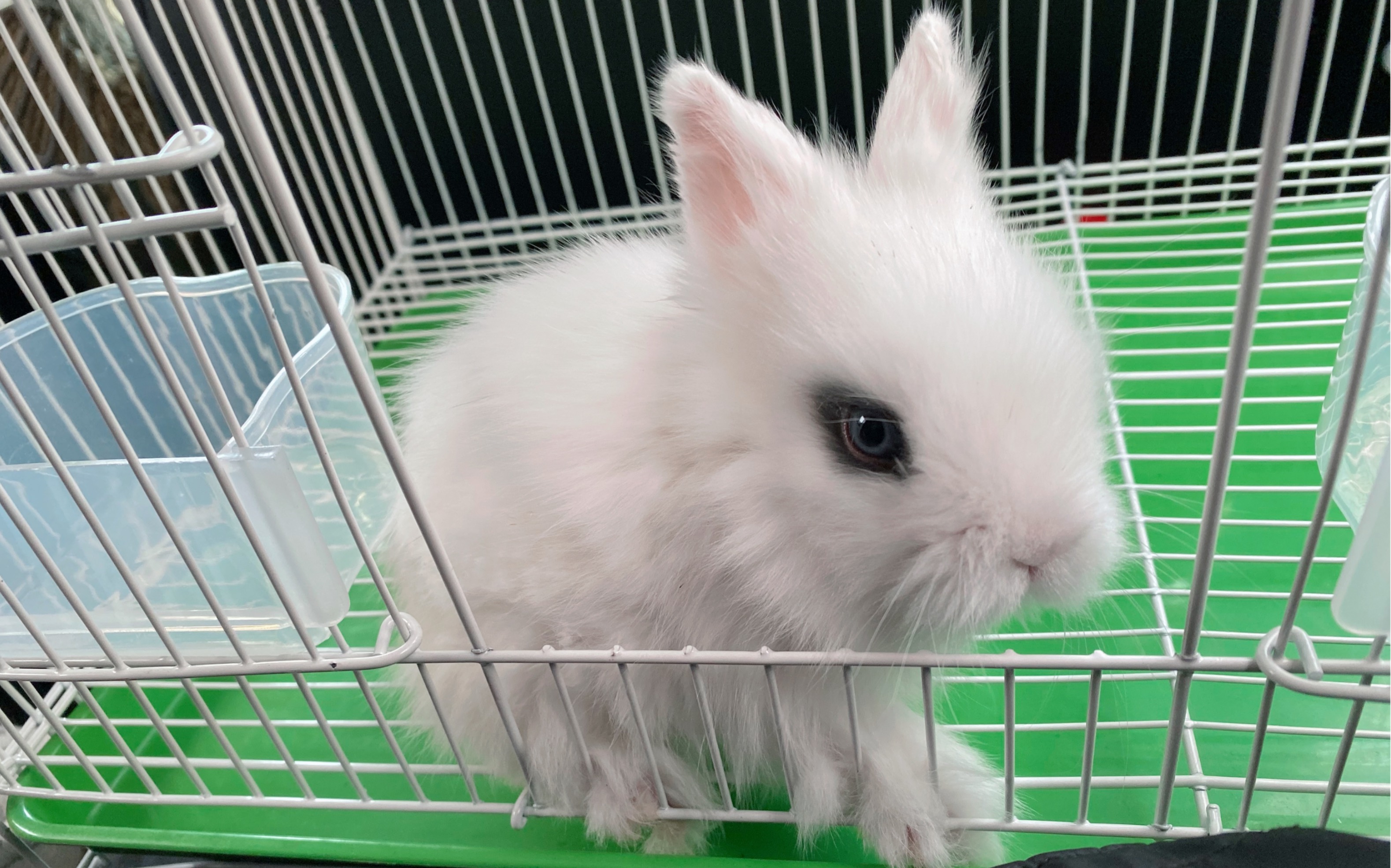 一长着尖尖耳朵的小老鼠在闻到美食时会不会找到它