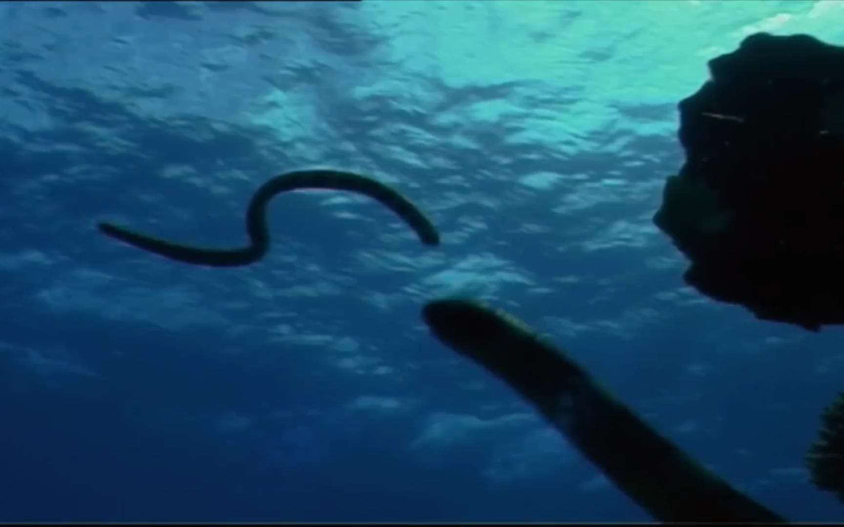 [图]Sea of Snakes - In the Realm of the Deadly Niue Sea Krait