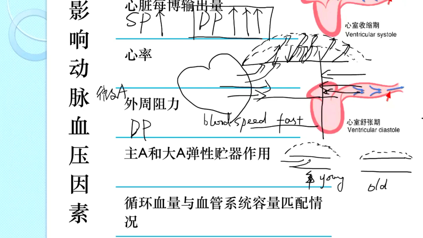 [图]中西医结合生理学第二版（第四章血液循环：第三节血管生理）