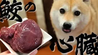 アブ生活搬运 柴犬シバチャが好きなおやつランキングtop5 1 哔哩哔哩 Bilibili