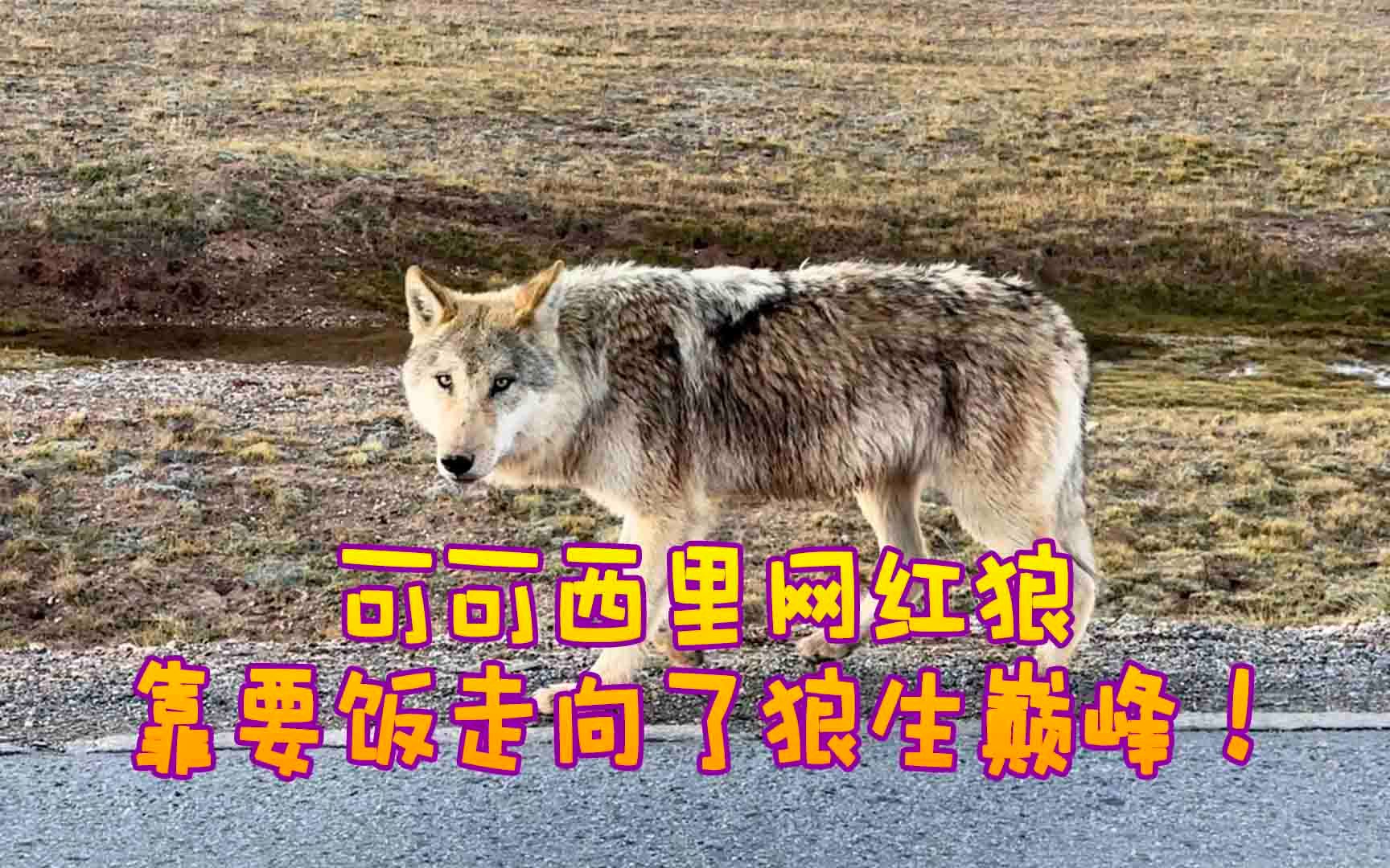 [图]可可西里网红狼：哇靠，原来当狗这么爽？？？