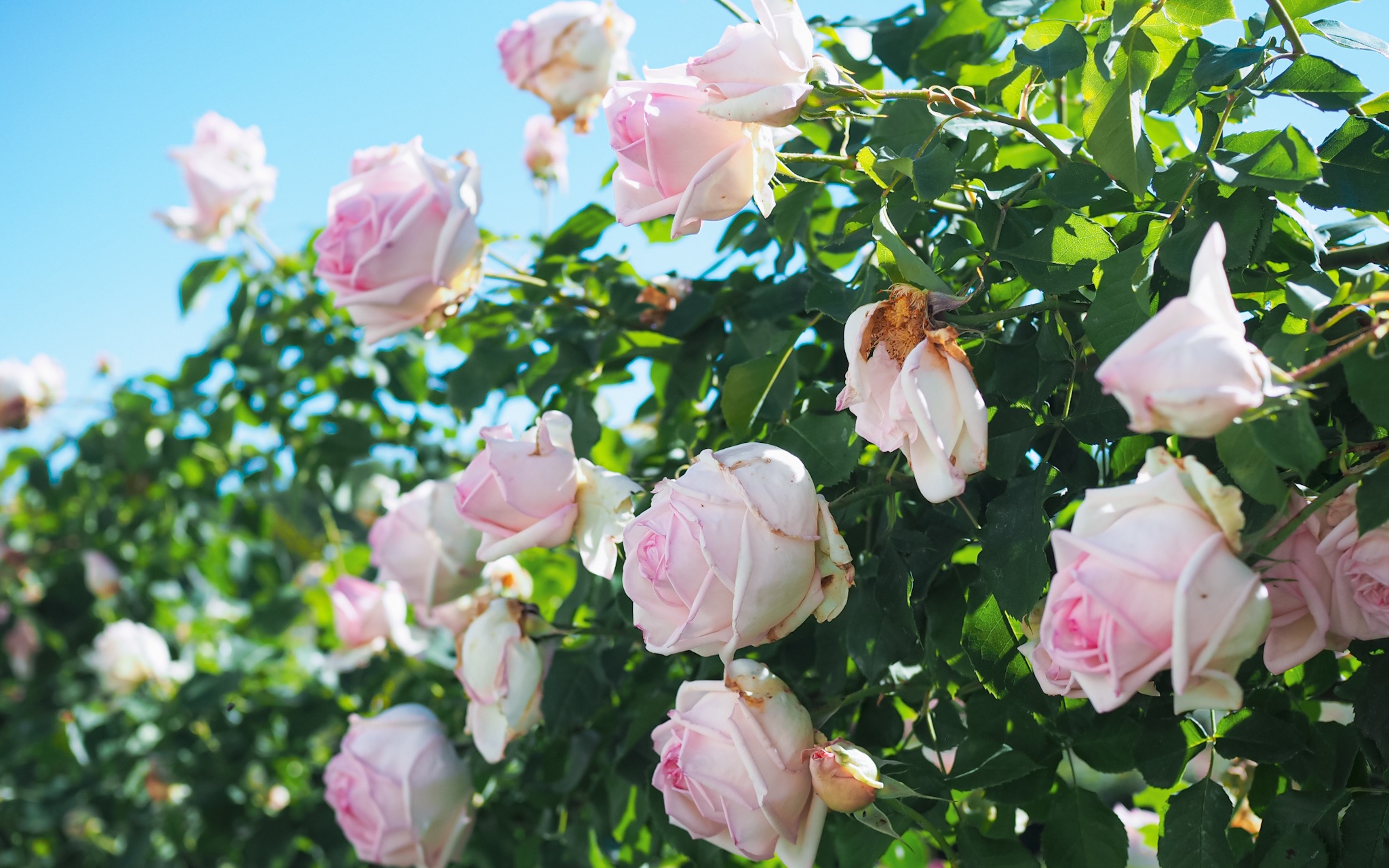 法国月季jetaime爱你兼具两大经典品种龙沙宝石的效果与法兰西的浓香