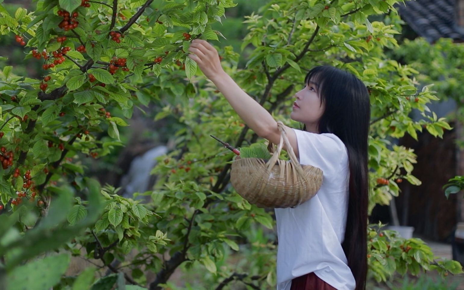 [图]【樱桃】应季甜点，樱桃的花样做法送给你们