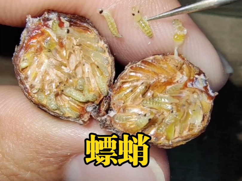 【螵蛸】剖开螳螂的卵鞘