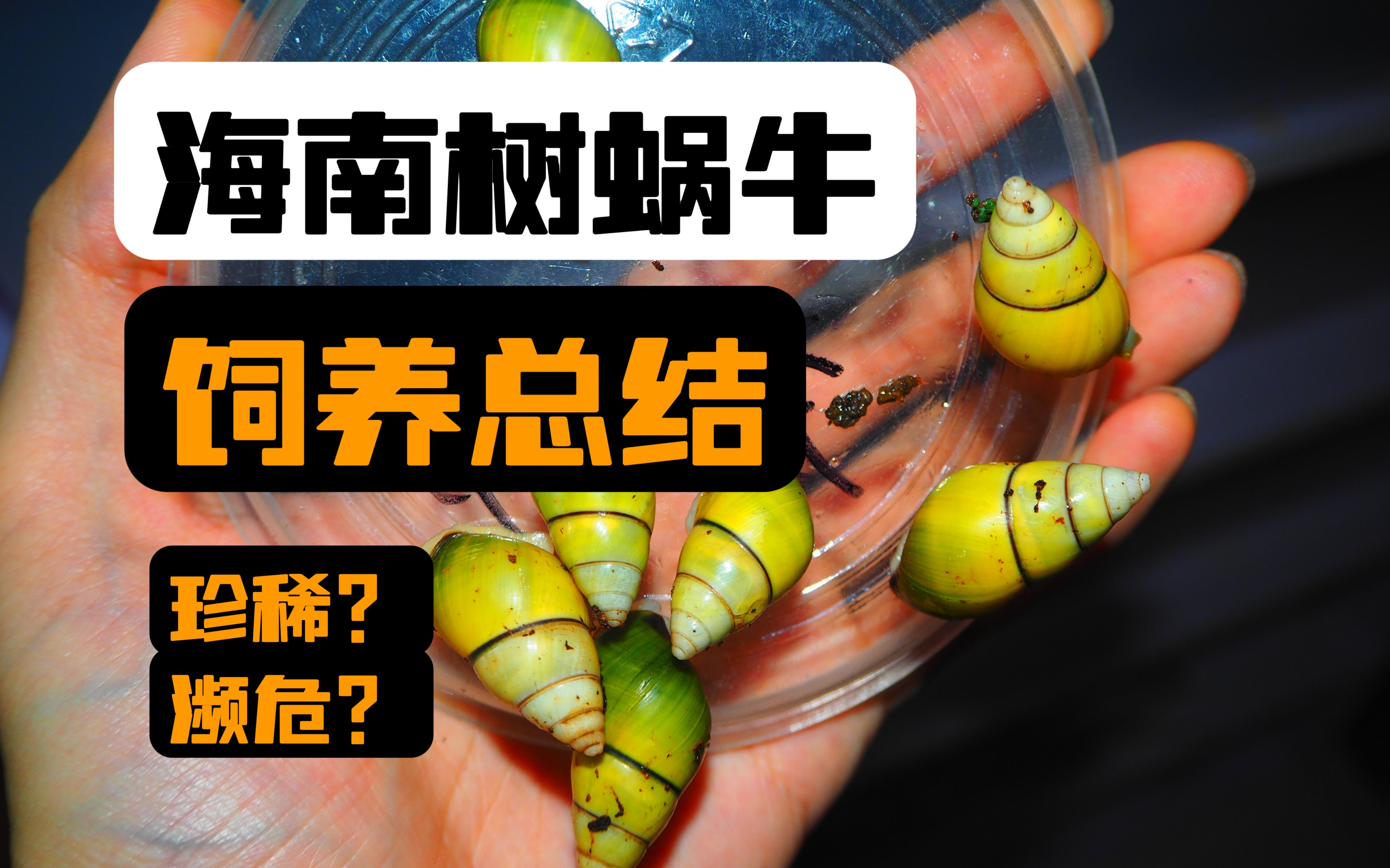 【源科普】全网首发:海南树蜗牛饲养的阶段性总结