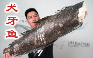 鳕鱼 哔哩哔哩 Bilibili