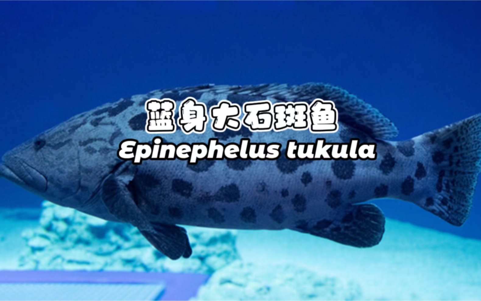 金钱斑,蓝身大石斑鱼/黑斑石斑鱼 Epinephelus tukula哔哩哔哩bilibili