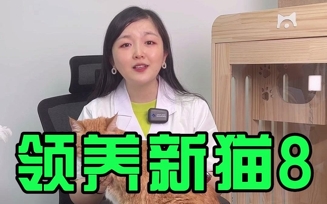 新猫领养8,轻松几招拿捏猫性格!知识付费课程限时free看!#新猫到家 #新手养猫 #宠物知识[话题]# #知识付费[话题]#哔哩哔哩bilibili