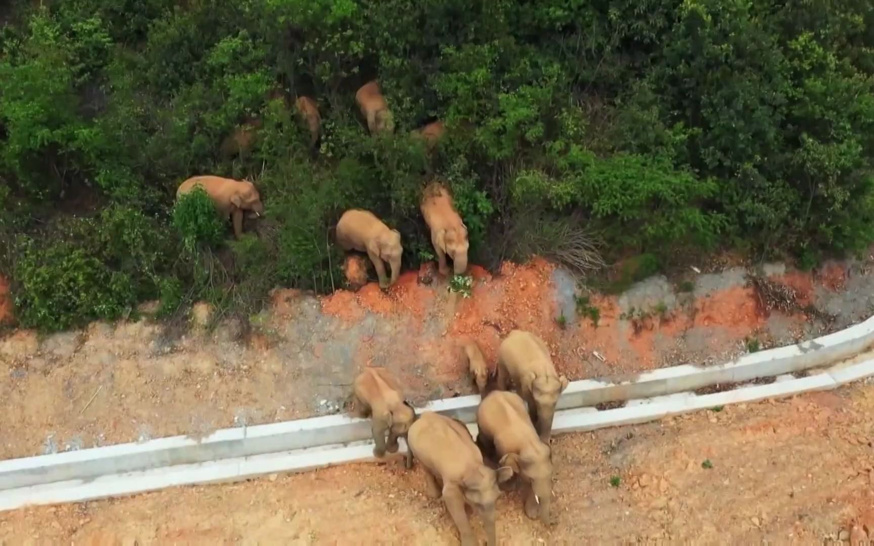 [图]欧美媒体报道:中国西南大象进行迁徙