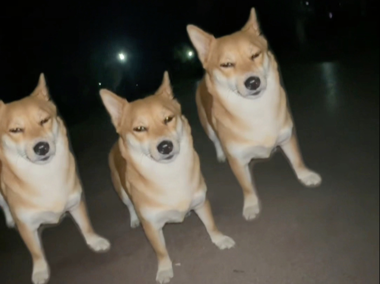 光看站姿就知道它强的可怕