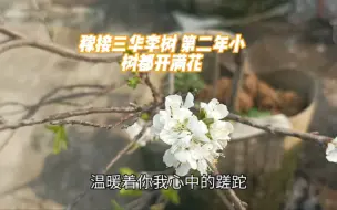 Download Video: 稼接三华李树 第二年小树都开满花