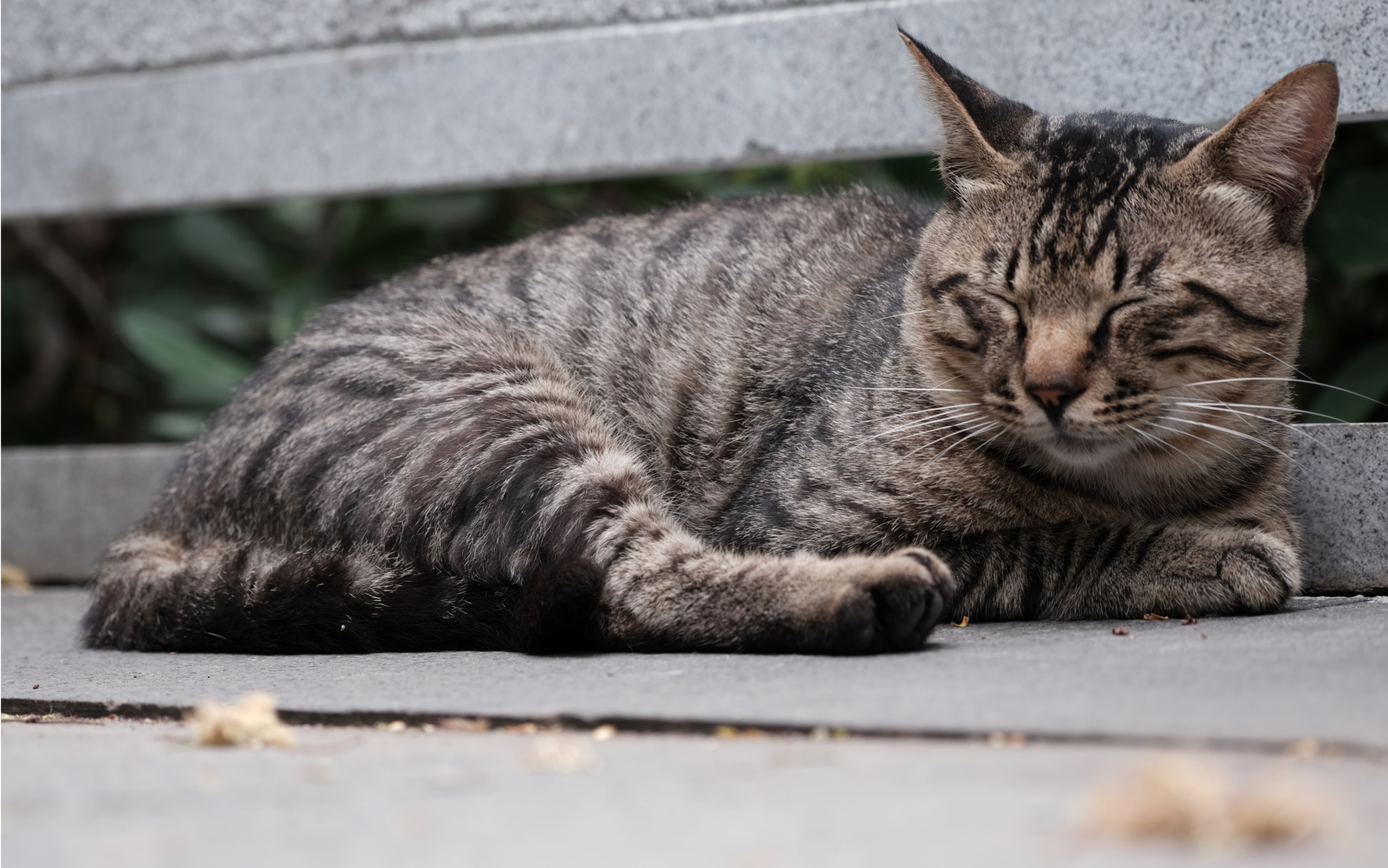 大狸子在末伏天里躺平的快乐