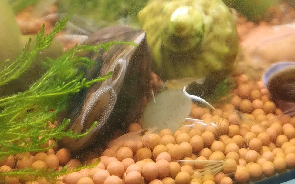 活动作品阿这河蚌是不是产卵啦