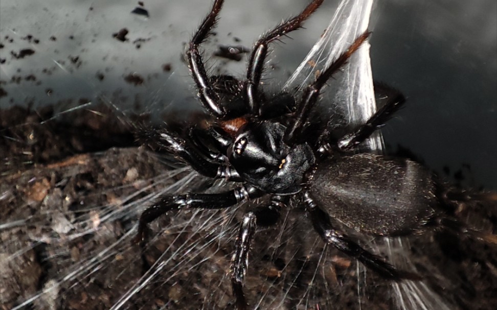 广西贺州产大疣蛛,嵌合体吧是._哔哩哔哩_bilibili